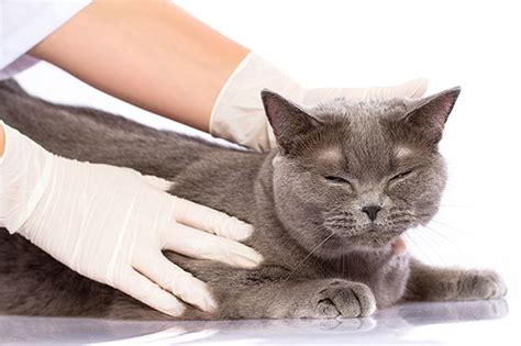 Ringworm in Cats - Symptoms, Causes and Treatment | The Munch Zone