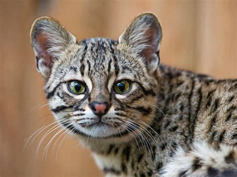 Are Ocelots Good Pets