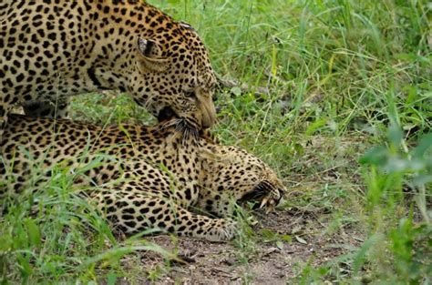 Unusual sighting of male leopard mating with two females