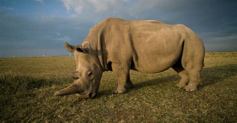 De noordelijke witte neushoorn: uitgestorven… of toch niet? - NRC