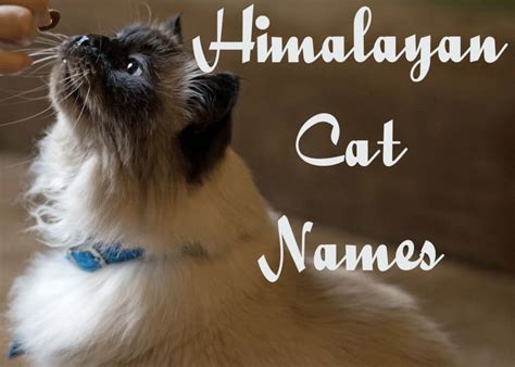 115 Cute And Playful Names For Himalayan Cats - Cat Mania