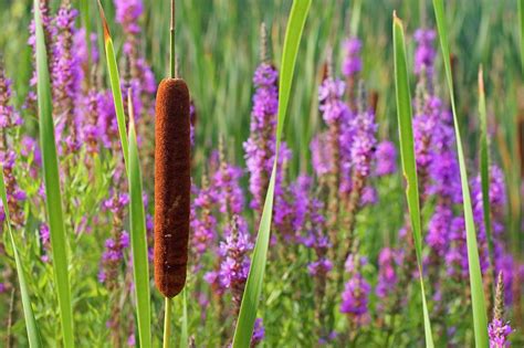 Purple Loosestrife And Cattail Plants Photograph by Jim West - Pixels