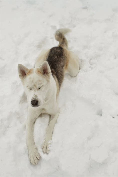 Balto - Siberian Husky