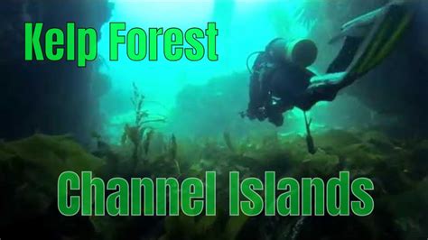 Kelp Forest - Channel Islands Scuba Diving California - YouTube