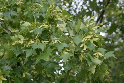 Acer truncatum (Purple Blow Maple) | North Carolina Extension Gardener Plant Toolbox