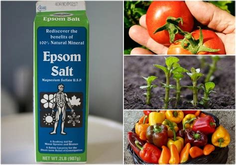 10 Incredible Epsom Salt Uses For Your Plants & Garden