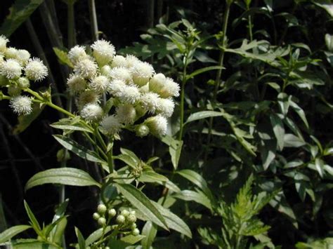 Baccharis glutinosa (Marsh Baccharis) - Native Here Nursery