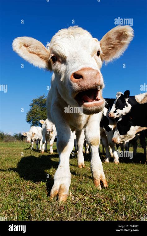 cute baby cow on farmland in summer Stock Photo - Alamy