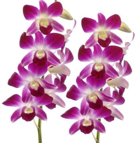 Orchid Flower Plants, Color : Pink at Rs 100 in Pune - ID: 5921666 ...