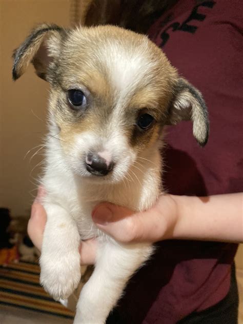 Chorkie Puppies For Sale | North Las Vegas, NV #316752