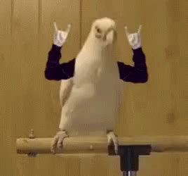 Parrot Rock On GIF - Parrot RockOn OK - Discover & Share GIFs | Funny parrots, Parrot, Bird meme