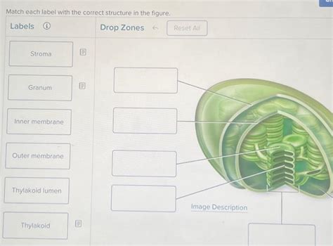 Solved Match each label with the correct structure in the | Chegg.com