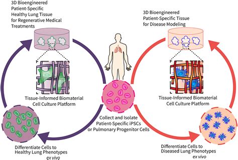 Frontiers | Engineering Tissue-Informed Biomaterials to Advance ...