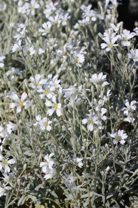 Cerastium tomentosum - Devil Mountain Wholesale Nursery