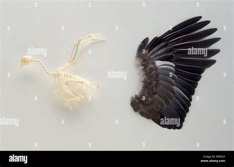 Bird Wing Anatomy Feathers