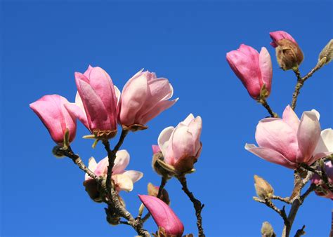 Saucer magnolia flowers are early signal of spring | Mississippi State ...