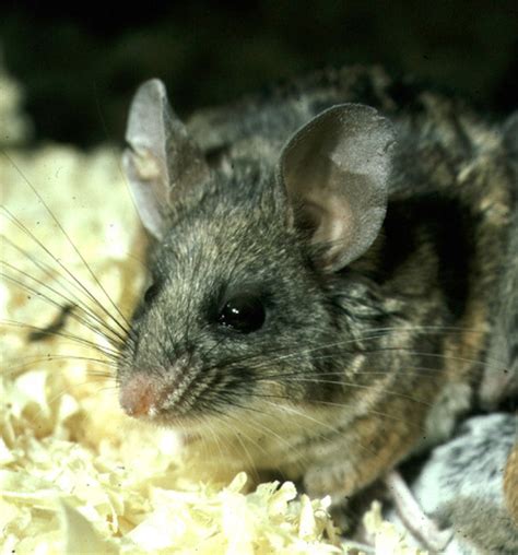 ADW: Peromyscus californicus: INFORMATION