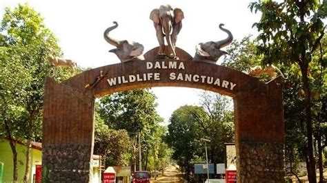 Dalma wildlife sanctuary | Tourists visiting Dalma wildlife sanctuary ...