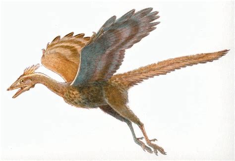 Archaeopteryx Facts, Habitat, Pictures and Diet