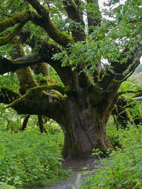 Ridgefield National Wildlife Refuge — Washington Trails Association