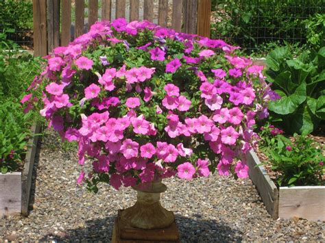 11 Tips for Growing Petunias in Containers and How to Care for Petunias