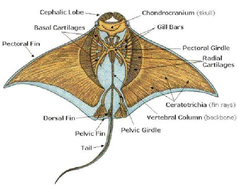 Manta Biology | MCC