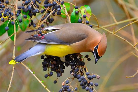 How to Feed and Attract Birds All Year Long - Birds and Blooms