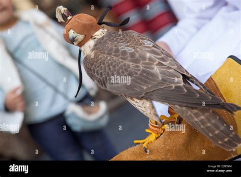 Doha, Qatar, mayo de 01,2022: Los halcones árabes se utilizan para la ...