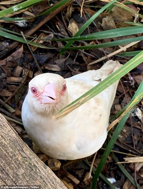 One-in-a-million albino magpie is found in Tasmania | Daily Mail Online