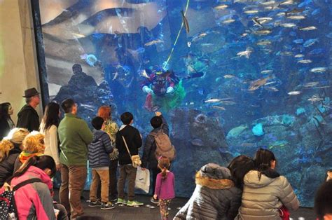 Seattle Aquarium How Long To Visit - Aquarium Views