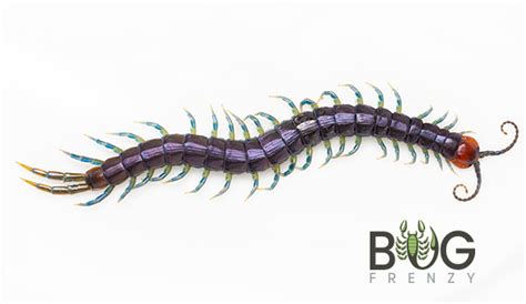 Western Rainbow Centipede (Cormocephalus hartmeyeri) - Bug Frenzy