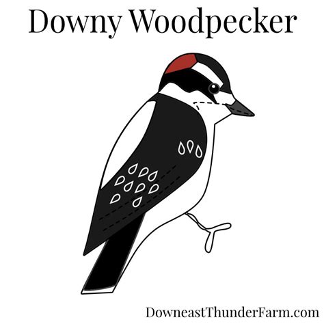 Downy Woodpecker Kit | Downeast Thunder Farm