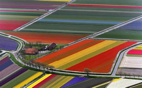 Tulip Fields Netherlands HD wallpaper