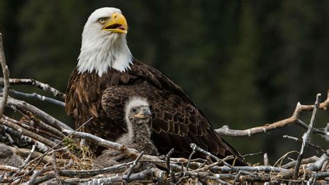 Bald eagle numbers soar to new heights in Wisconsin - Good Morning America