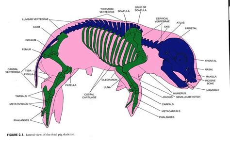 Fetal Pig Skeletal System