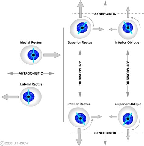 Ocular Motor Control (Section 3, Chapter 8) Neuroscience Online: An Electronic Textbook for the ...