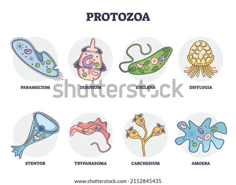 Protozoans Examples