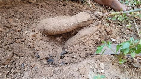 See The Yam I Harvested For The First Time (pics, Video) - Agriculture - Nigeria