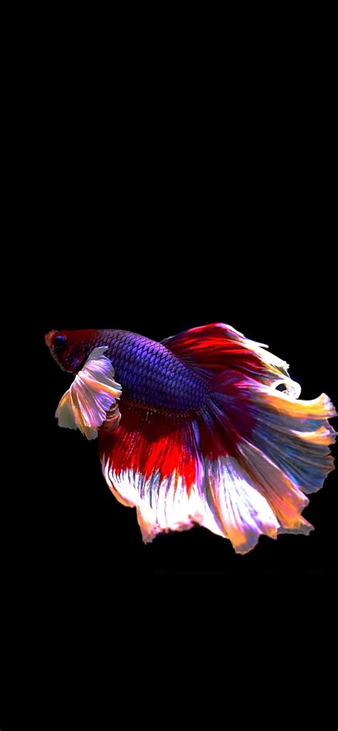 Fish | LIVE Wallpaper - Wallpapers Central | Live fish wallpaper, Betta ...