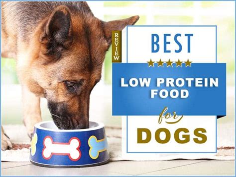 7 Best Low Protein Dog Food 2023 - The Best of Breeds