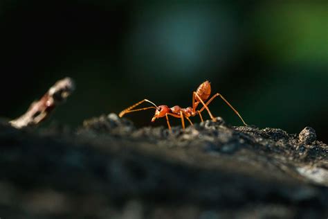 What Are Fire Ants and How Do I Get Rid of Them? | The Family Handyman