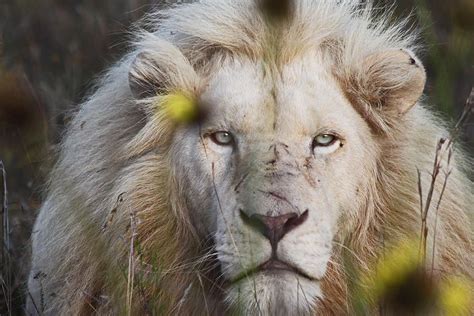 white lion pride | Grandes felinos, Felinos, Sudáfrica