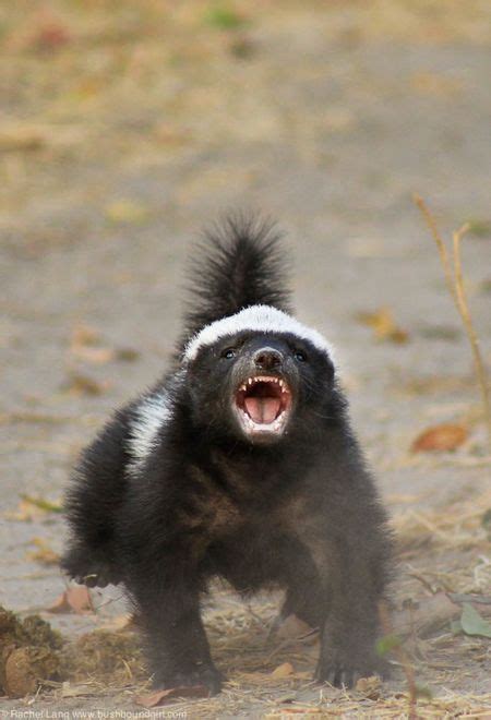 Crazy baby honey badger at Camp Linyanti - Africa Geographic Blog | Honey badger, Badger, Cute ...