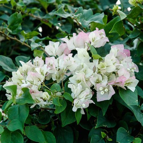 White Shade Bougainvillea for Sale – C&J Gardening Center