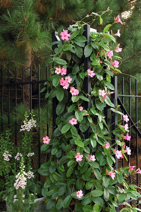 Mandevilla Vine With Pink Flowers Photograph by Darlyne A. Murawski