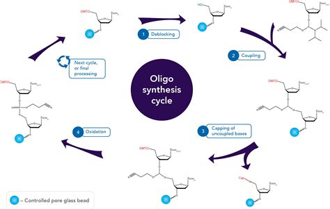 Oligo synthesis: Why IDT leads the oligo industry