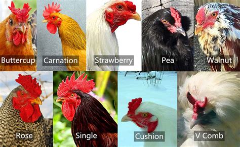 9 Types of Chicken Comb (with Pictures)