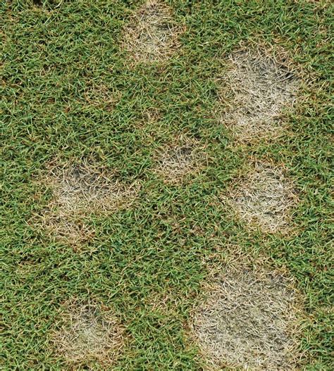 Diseases | Green Turf Lawnscapes