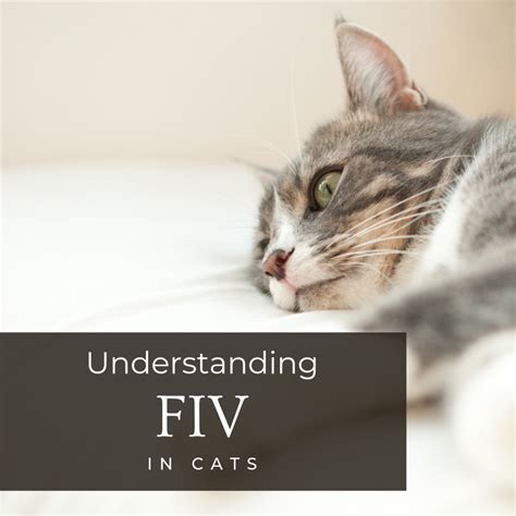 Feline Immunodeficiency Virus (FIV) in Cats - PetHelpful