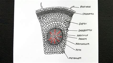 Diagram Of Monocot Root || Labelled Diagram Of Monocot Root || Class 11 || Biology - YouTube